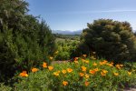 Mountain view with California Poppy display